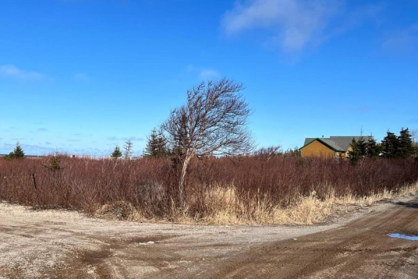 Bare, windswept tree in a field of brown brush with a wooden house visible behind trees. - 106 Memorial Drive, Lumsden
