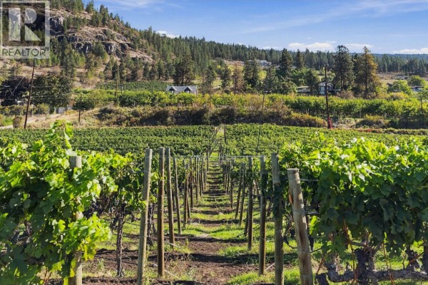 Rows of grapevines stretch across a sunlit field towards a hillside with trees and houses. - 1060 King Drive, Naramata