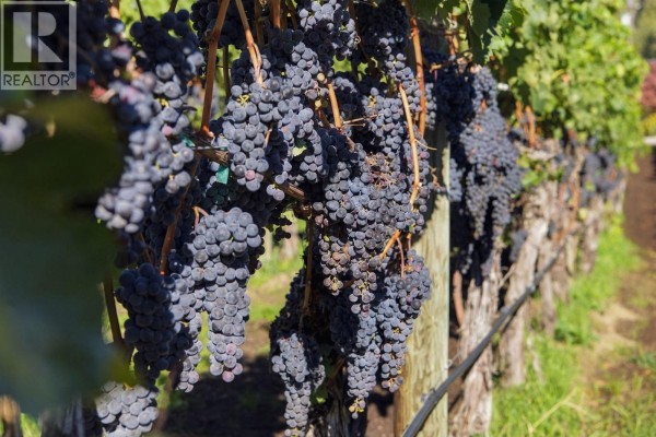Clusters of dark red grapes hang heavily from a vine, with more rows of vines in the background. - 1060 King Drive, Naramata