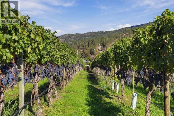 View down a vineyard row with ripe dark grapes on vines, green grass, and a wooded hillside. - 1060 King Drive, Naramata