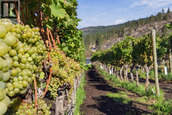 Close-up of pale green grapes on a vine in a vineyard, with rows of vines receding into the distance. - 1060 King Drive, Naramata