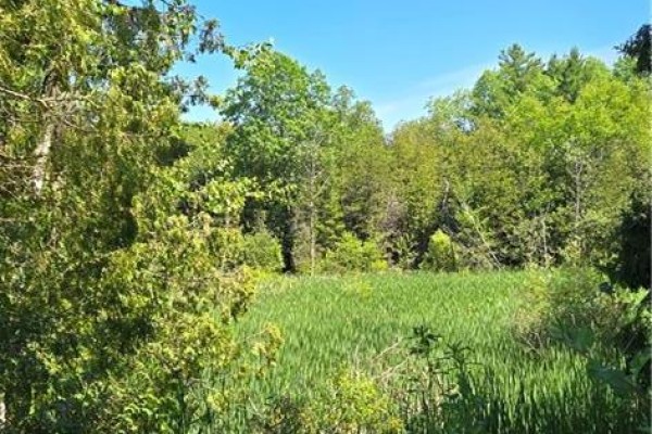 A green field surrounded by lush trees and foliage under a bright blue sky. - 1085 W Concession 10 Road Unit# 29, Flamborough