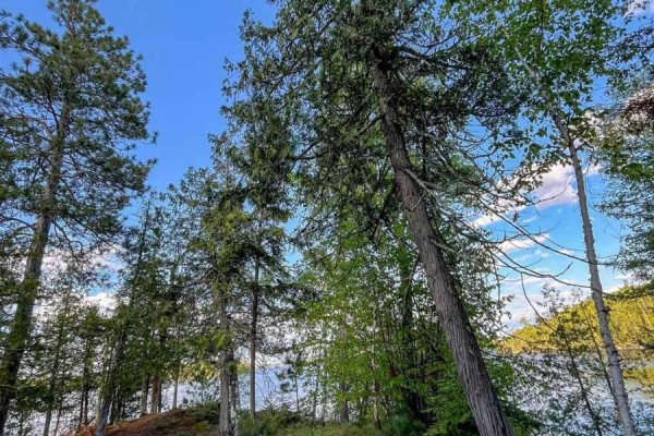 11 Hay Island E, Kenora, ON P0X1H0 Photo 4
