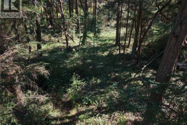 Sunlight filtering through tall trees onto a natural forest floor with ferns and undergrowth. - 11 Pirate Pl, Protection Island