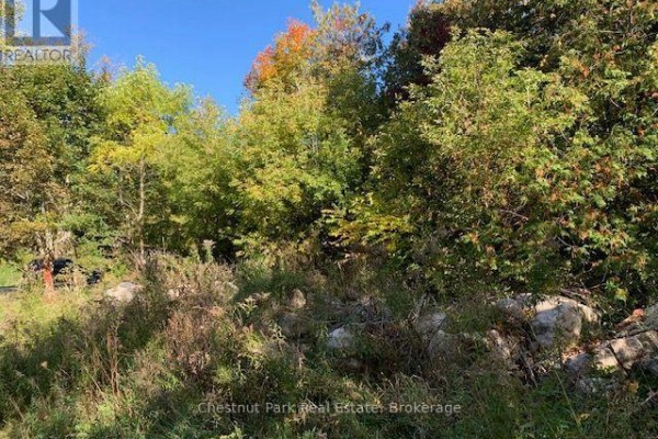 A sloped grassy area with large rocks and dense green foliage in the background. - 110 Church Street, Chatsworth