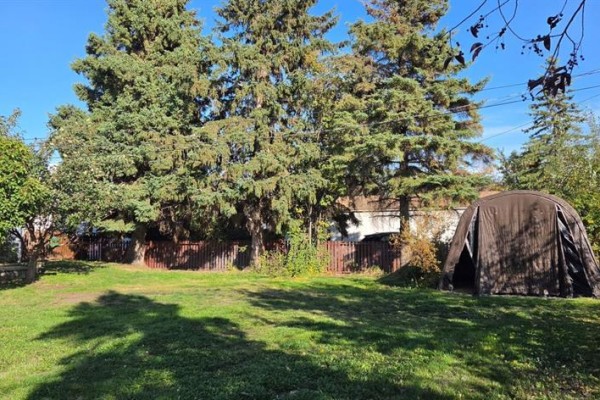 Backyard with large evergreen trees, a wooden fence, and a brown tarp structure. - 11221 102 Avenue, Fairview