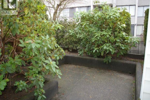 Concrete planter boxes surround a small patio area with green bushes and evergreen trees. - 113 707 8 Street, New Westminster