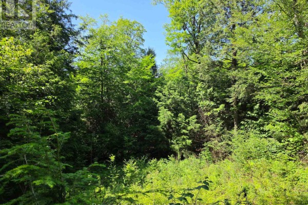 1160 Balmer Road, North Kawartha, ON K0L1A0 Photo 4