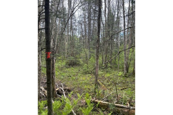 1168 Ch. Picanoc, Otter Lake, QC J0X2P0 Photo 5