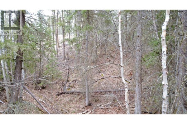 Dense forest with tall pine and birch trees and fallen branches on the ground. - Lot 12 Summit Road, Canim Lake