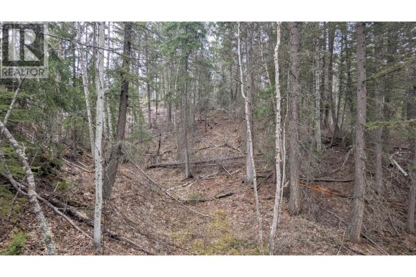 View into a thick forest with mixed pine and birch trees, dry ground. - Lot 12 Summit Road, Canim Lake