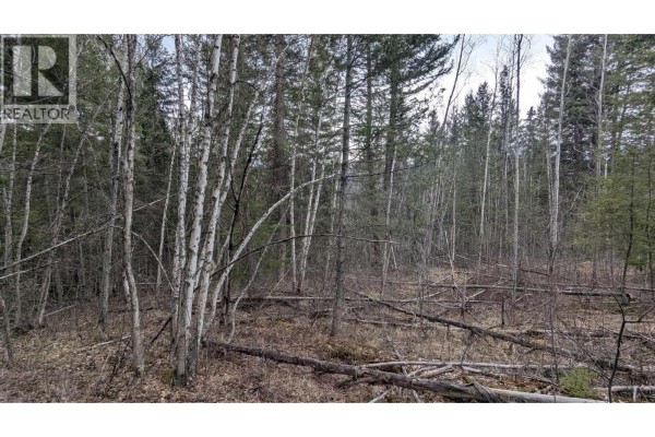 Wooded area with many birch and pine trees and numerous fallen logs. - Lot 12 Summit Road, Canim Lake