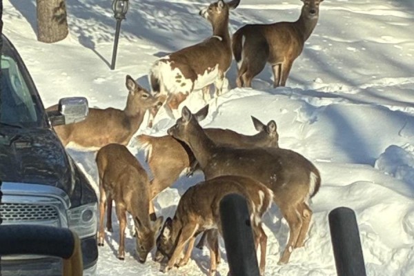 Herd of deer in the snow near a vehicle and a house exterior. - 1289 Delbrooke Road S, Lake Of Bays