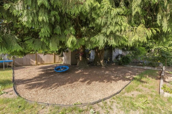 Backyard with large trees, wood chip ground cover, and swing. - 13035 98a Avenue, Surrey