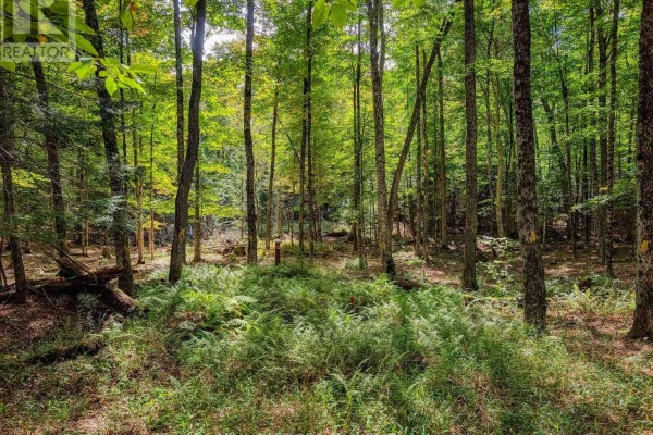 131 Deerfoot Trail, Huntsville, ON P1H0A8 Photo 3