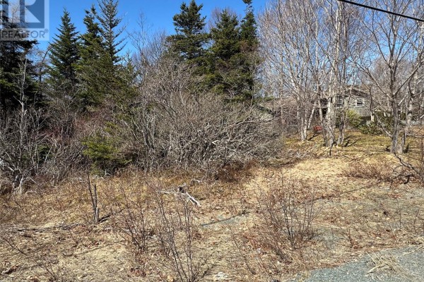 Natural landscape with varied trees and brush, some dry, some evergreen. - 132-136 Station Road, Avondale