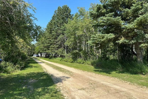 Gravel driveway leading to the property surrounded by mature trees. - 1367 Queens Street, Birtle