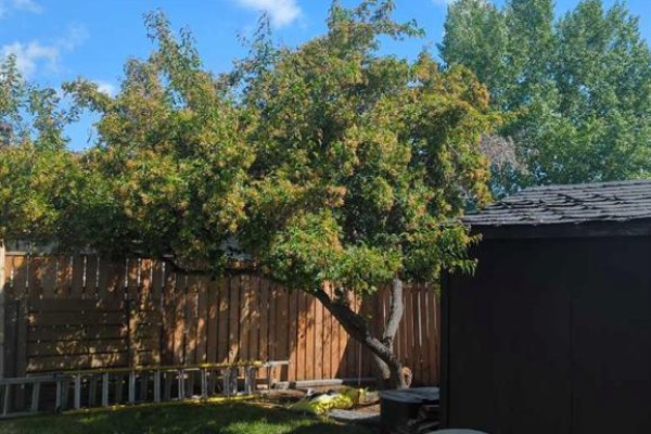 Backyard with a wooden fence, a shed, and a large tree with green and yellowing leaves. - 141 Eglert Drive, Fort Mcmurray