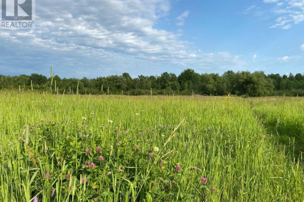 A sunny day shows a vast green field with tall grass and scattered pink and white wildflowers. - 1419 Pittston Road, Edwardsburgh/cardinal