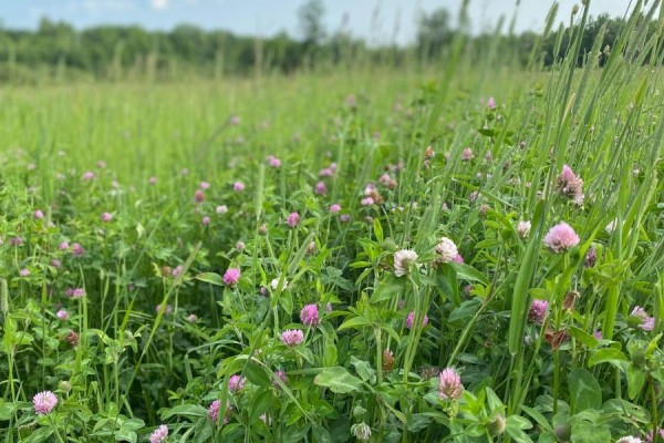 Close-up view of pink and white clover flowers blooming in a tall green grassy field. - 1419 Pittston Road, Edwardsburgh/cardinal
