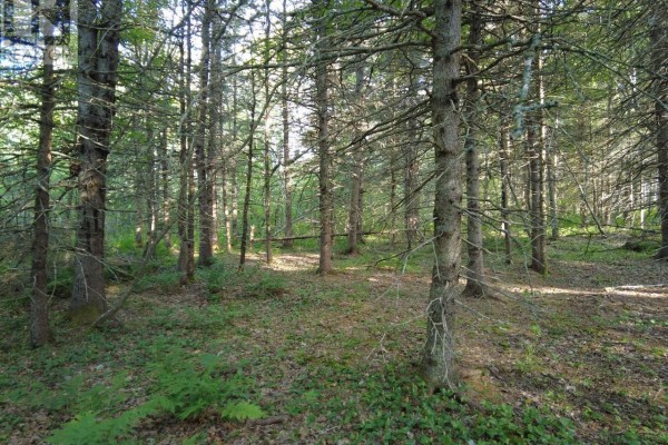 1420 Shinimicas Road, Northport, NS B0L1E0 Photo 4