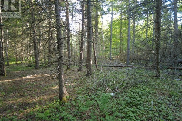 1420 Shinimicas Road, Northport, NS B0L1E0 Photo 5