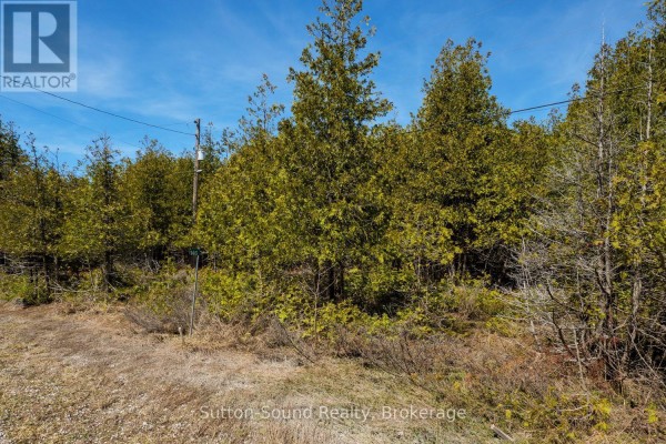 Forest area with leaf litter and tall trees - 146 Sutter Road, Northern Bruce Peninsula