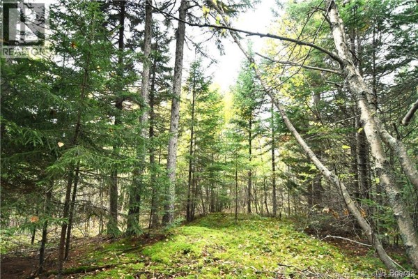 155 Hutchins Heights Road, Welshpool, NB E5E1H2 Photo 4