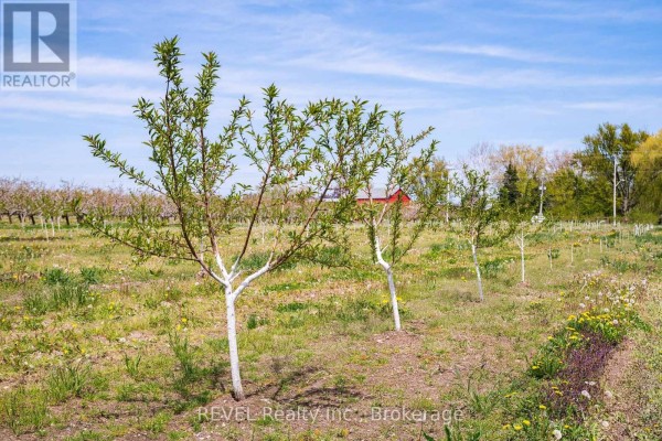Young fruit trees with white-painted trunks stand in a field with a red barn in the background. - 160 Read Road, St  Catharines