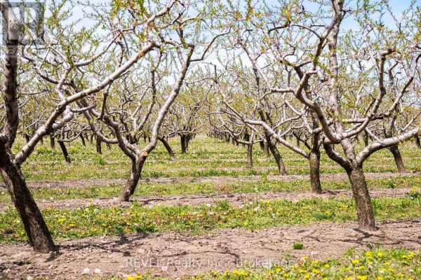 Rows of mature fruit trees with bare branches and green grass growing between them. - 160 Read Road, St  Catharines