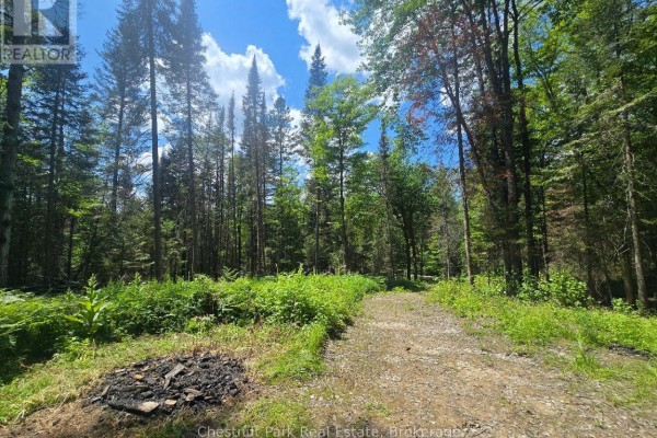 Dirt path winds through a forest with tall green trees and green undergrowth. - 1630 Midlothian Road, Ryerson