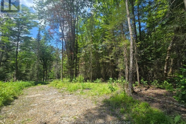 View of a dirt path in a sun-dappled forest with tall evergreen and deciduous trees. - 1630 Midlothian Road, Ryerson