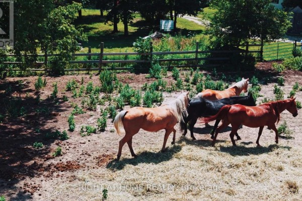 An aerial view shows horses in a dry paddock with scattered green brush and trees. - 16558 Highway 48, Whitchurch Stouffville