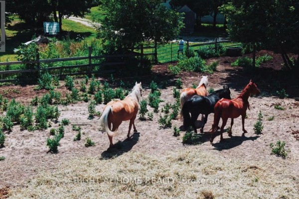 Aerial view of a paddock with multiple horses, some grazing and some walking. - 16558 Highway 48, Whitchurch Stouffville