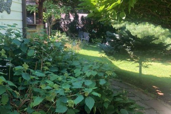 Backyard view with green lawn, mature trees, and dense green foliage. - 1806 Parkhurst Avenue, London East