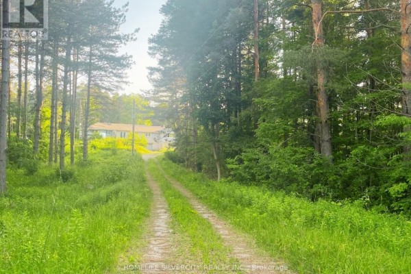 A long dirt driveway lined with tall pine trees leads to a distant house. - 18954 The Gore Road, Caledon