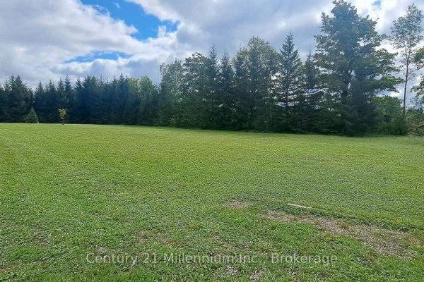 View across a mowed green lawn towards a dense row of tall evergreen trees. - 194247 Grey Road 13, Grey Highlands