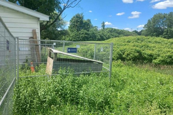 Side view of a white house with overgrown weeds, a metal fence, and a wooden structure with an open lid. - 1974 County Road 2 Road E, Port Hope