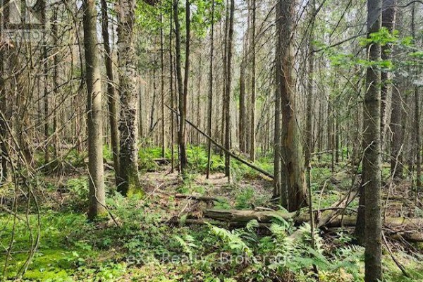 1a   Pt Lt 12 Con 2 Boundary Road, Parry Sound Remote Area, ON, photo 2