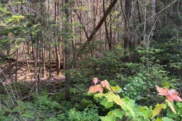1a   Pt Lt 12 Con 2 Boundary Road, Parry Sound Remote Area, ON, photo 3