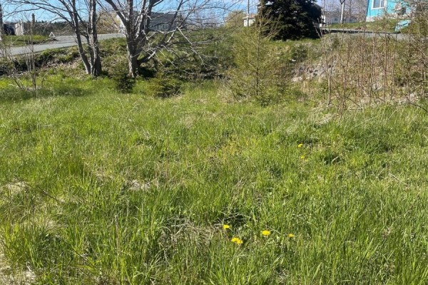A sunlit vacant lot with tall grass, scattered yellow dandelions, and trees in the distance. - 2 Moore's Valley Road, Torbay