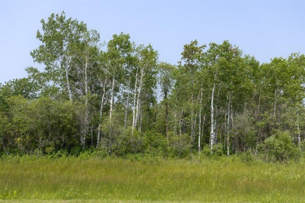 A line of birch and green trees with a grassy field in the foreground under a blue sky. - 2 River 59n Road, Anola