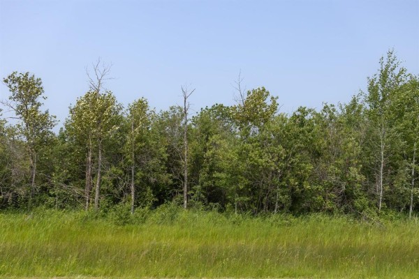 A treeline of various green trees with a bright green grassy field in the foreground under a clear blue sky. - 2 River 59n Road, Anola