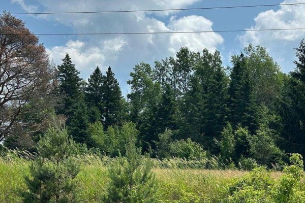 2 Thomas Street, Kawartha Lakes, ON L0A1K0 Photo 5
