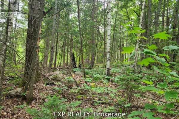 20 Peplinskie Homestead Road, Madawaska Valley, ON K0J1B0 Photo 2