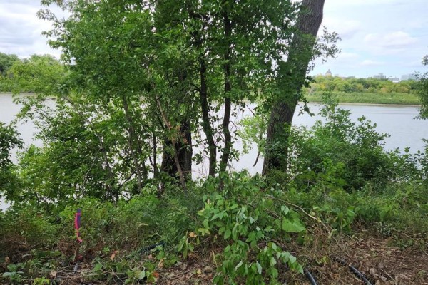 Trees frame a view of a calm river with a city skyline visible on the far bank. - 202 Lyndale Drive, Winnipeg