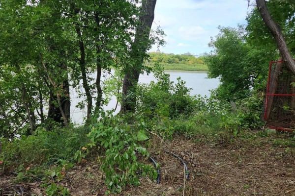 Dense green foliage partially obscures a view of a wide river and distant buildings. - 202 Lyndale Drive, Winnipeg
