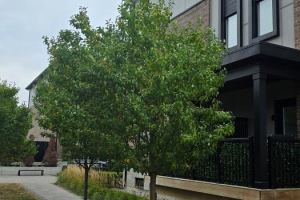 Two green trees in front of a modern townhouse with a dark porch. - 203 - 1208 Main St East Street, Milton