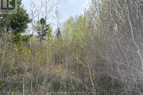 Dense brush and young trees with fresh green leaves in a wooded area. - 2035 Ventnor Road, Edwardsburgh/cardinal