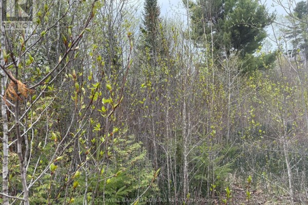 View into a wooded area with dense trees and visible undergrowth. - 2035 Ventnor Road, Edwardsburgh/cardinal